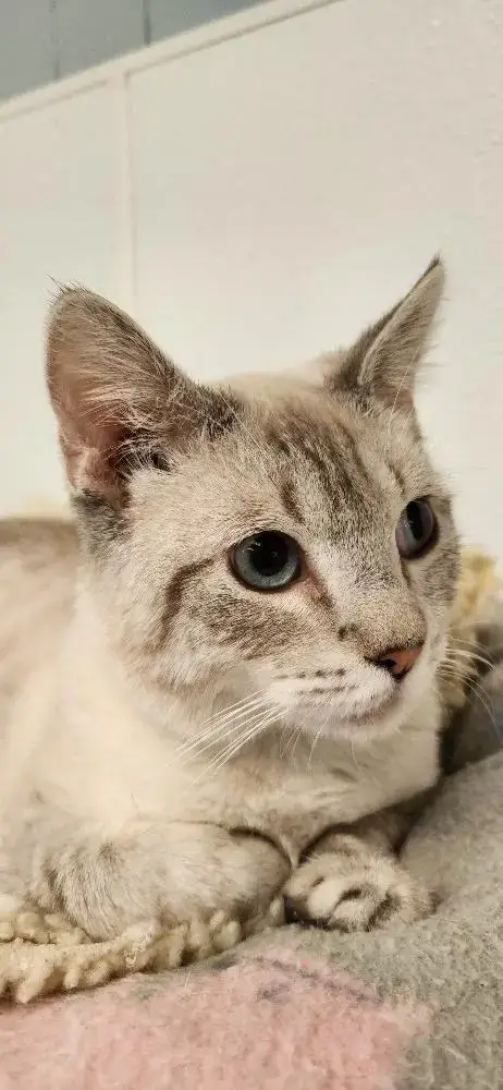 Cat 27519 photo 3