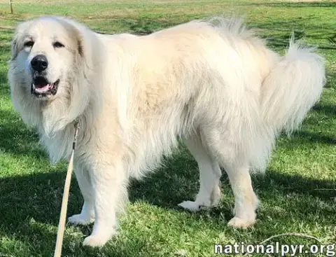 Cooper In Ky photo 2