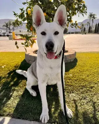 Ruger