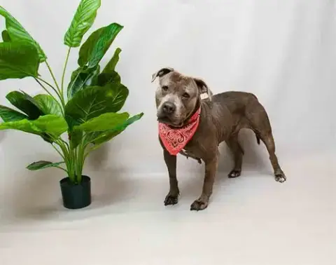 Nina