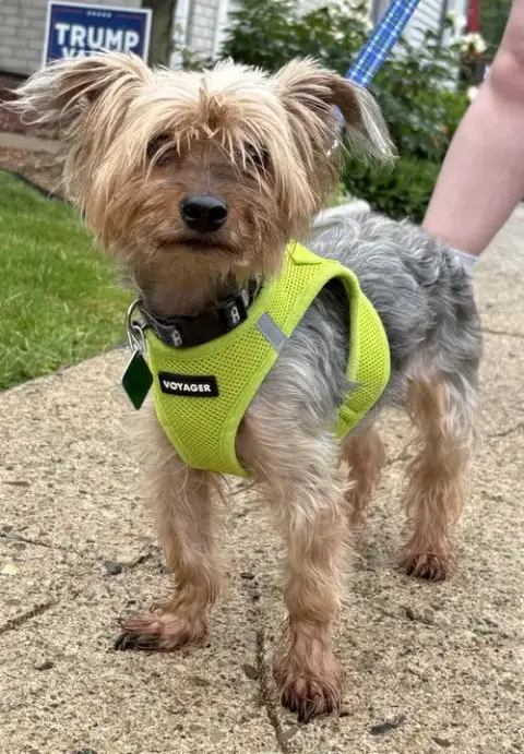 Taz