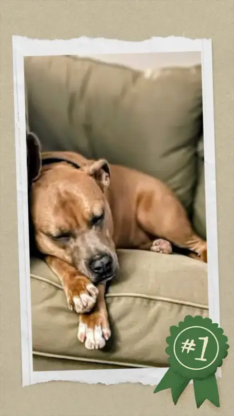 Scooby Tt photo 2