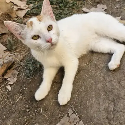 Lechita