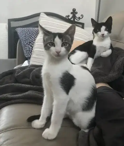 Oreo photo 4