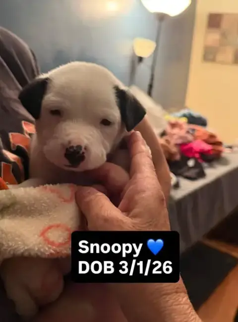 Snoopy photo 4