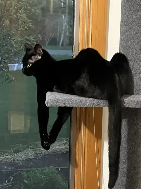 Nyx