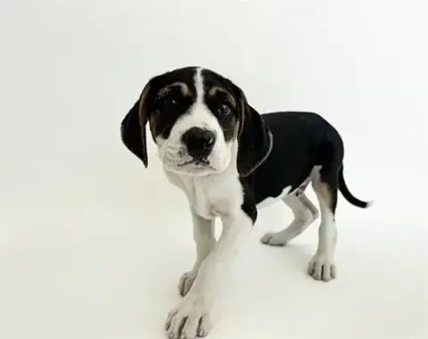 Oliver