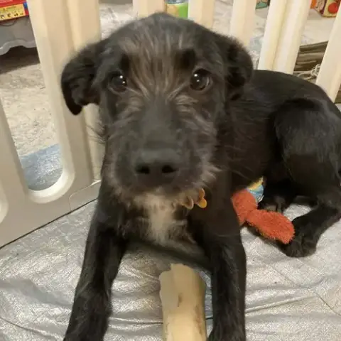 Sirius photo 3