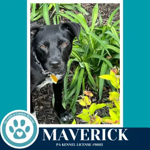 Maverick photo 3