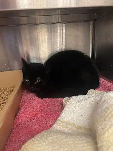Loki