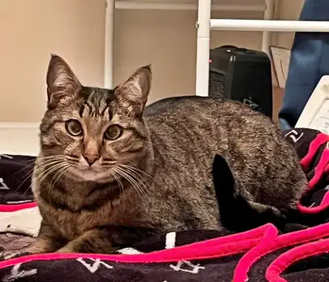 Tigger #1745N- Offered By Owner photo 2