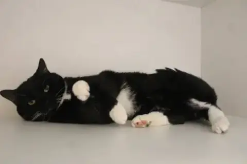 Penguin photo 2