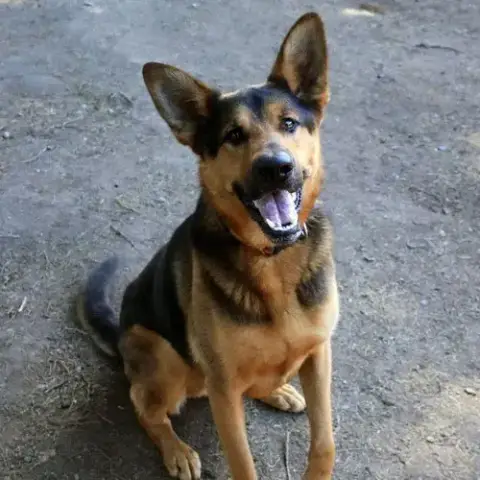 Dexter