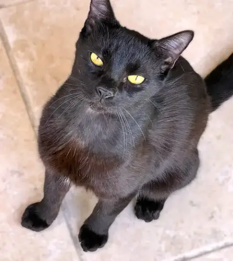 Mowgli