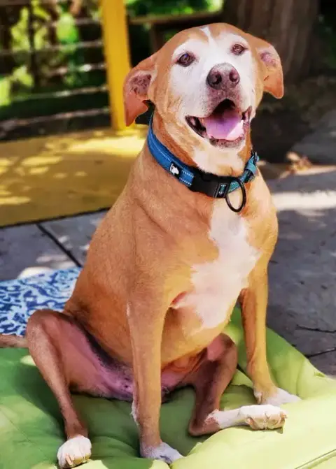 Kahlua