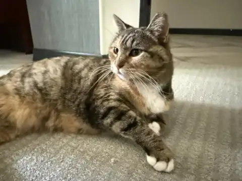 Izzy Airbiscuits photo 4