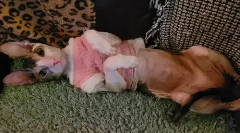 Cassie Bonded To Stella Bella photo 2