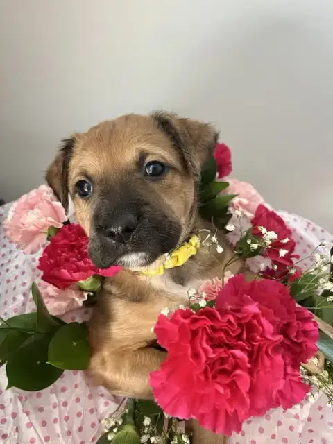 Booktok Fantasy Litter