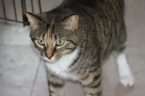 Zena photo 3