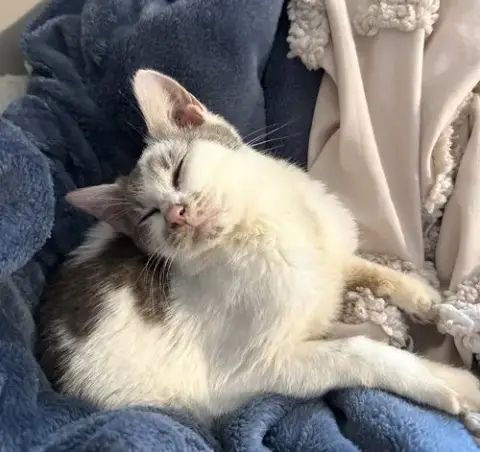 Sweetie