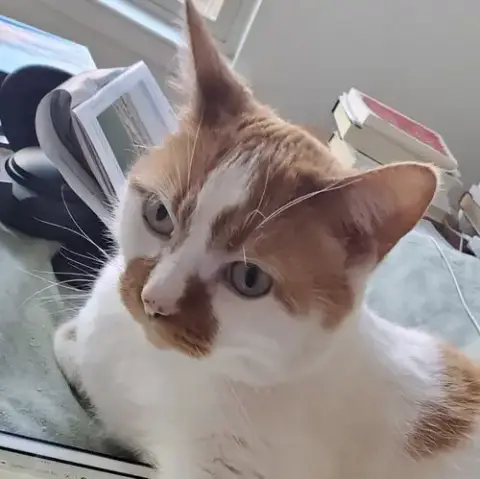 Caz