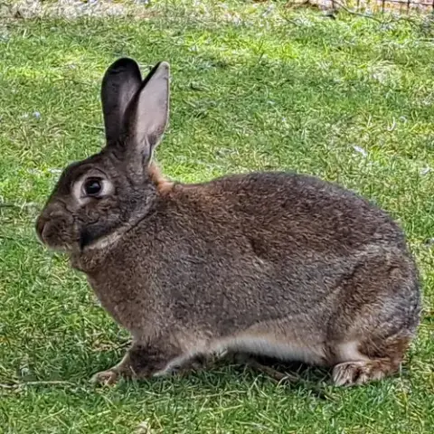 Colonel Carrots photo 5