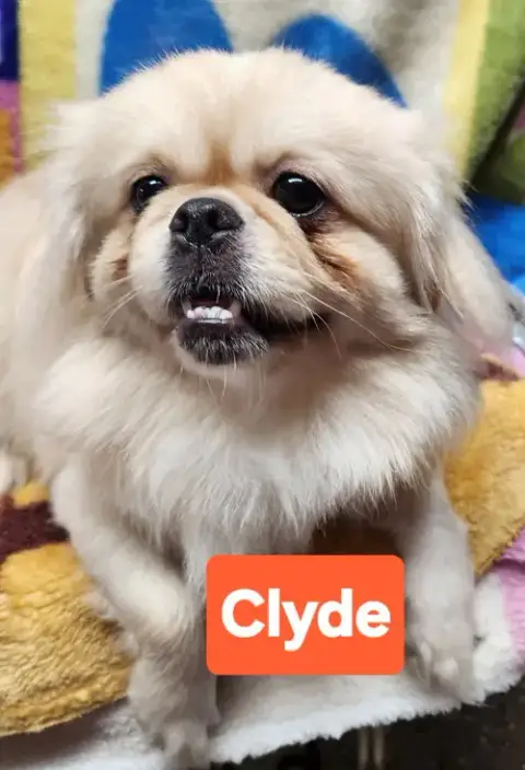 Clyde