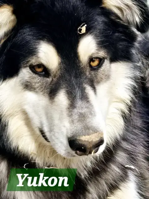 Yukon photo 4