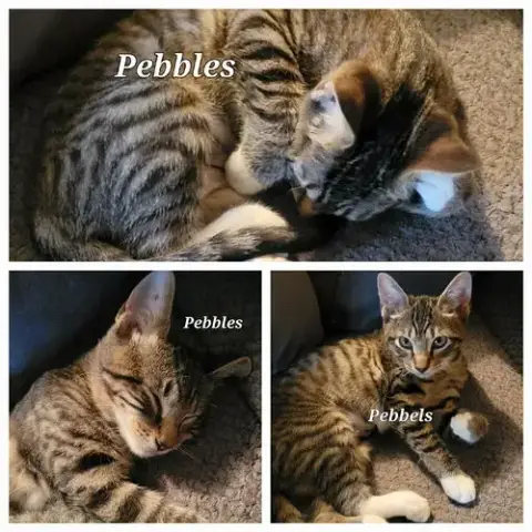 Pebbles