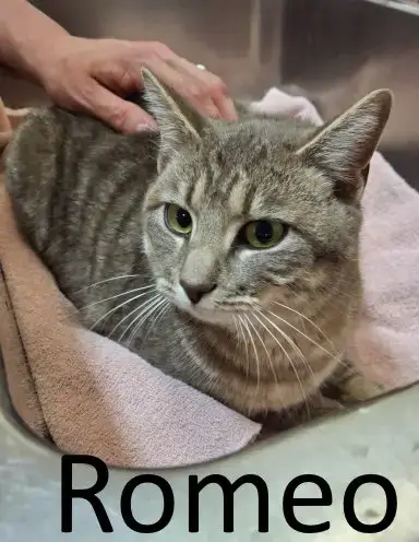 Romeo