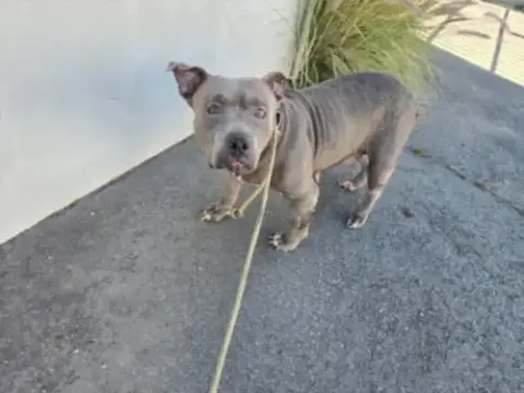Changa
