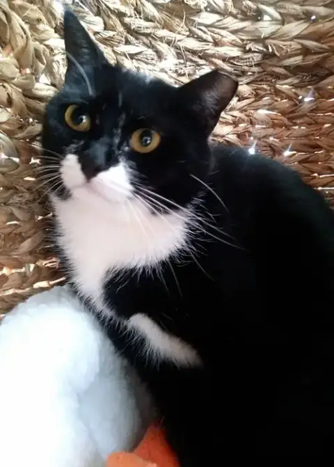 Selene photo 3