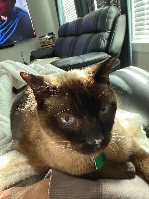 Simon Ii