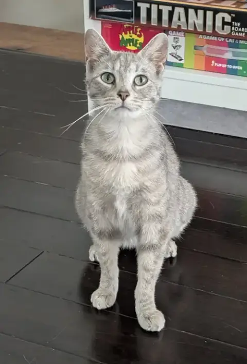 Meredith