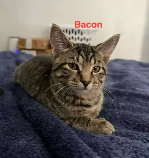Bacon photo 2