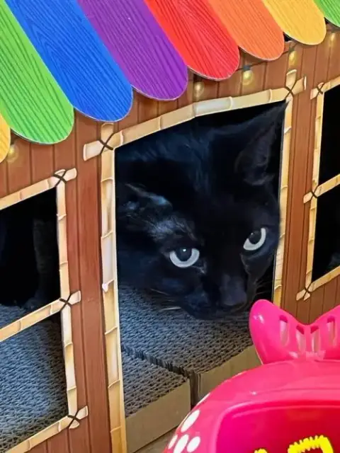 Purrcie photo 3