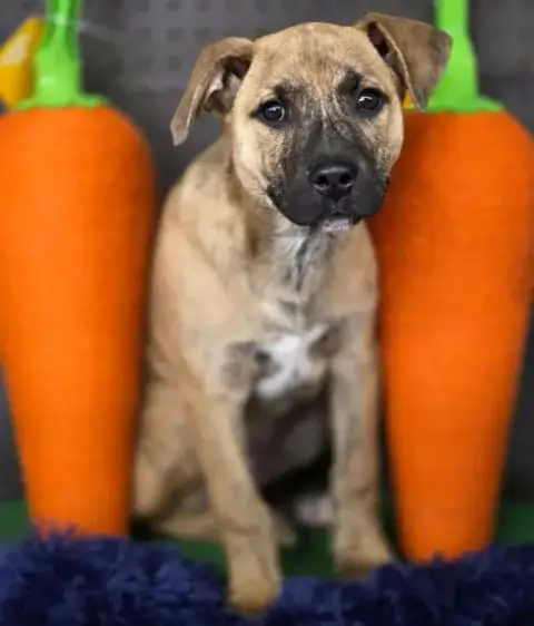 Tigger photo 5