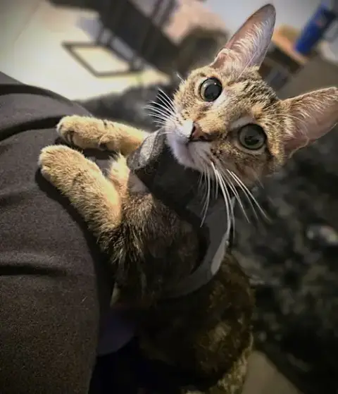Teddy Bear