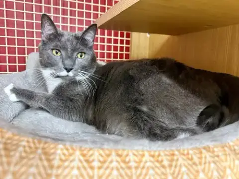 Icarus *Featured At The Petco In Columbia photo 2