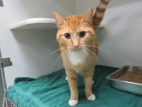 Cheeto