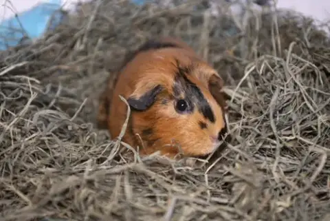 Mabel photo 2
