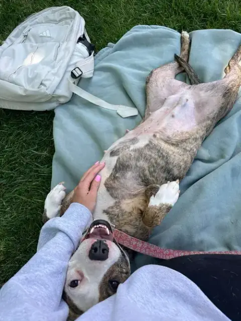 Zoey: At Shelter photo 5