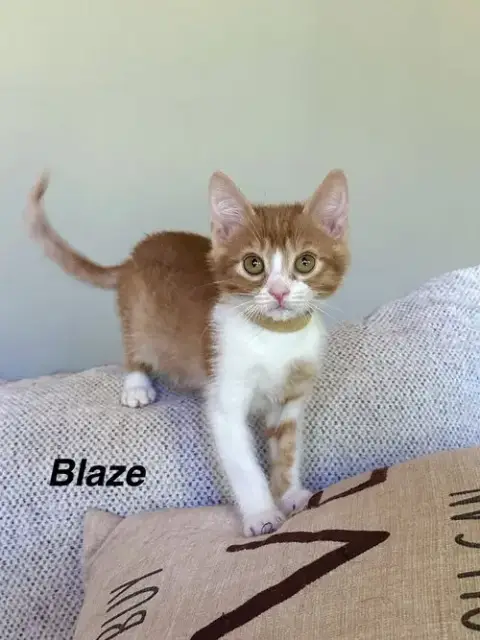Orange Kitties