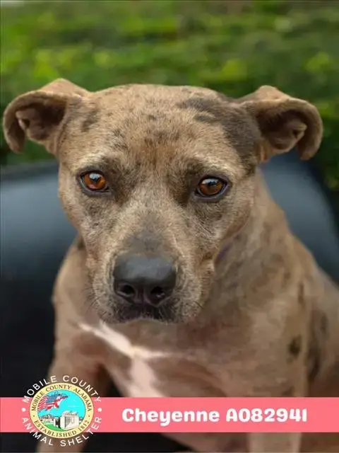 Cheyenne