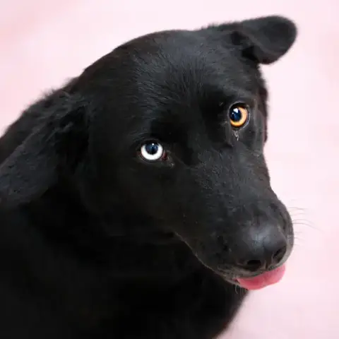 Ebony photo 2