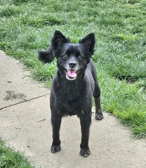 Pogo