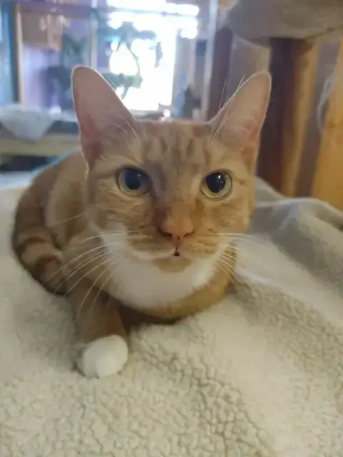 Annie
