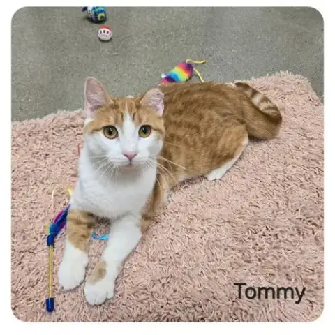 Tommy