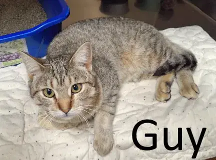 Guy