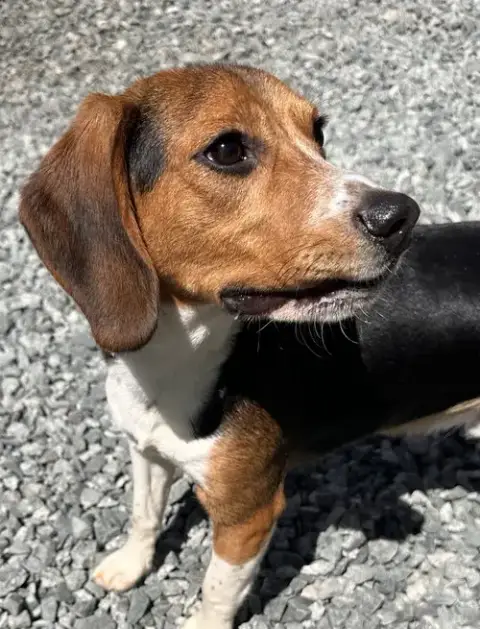 Ranger Beagle photo 3